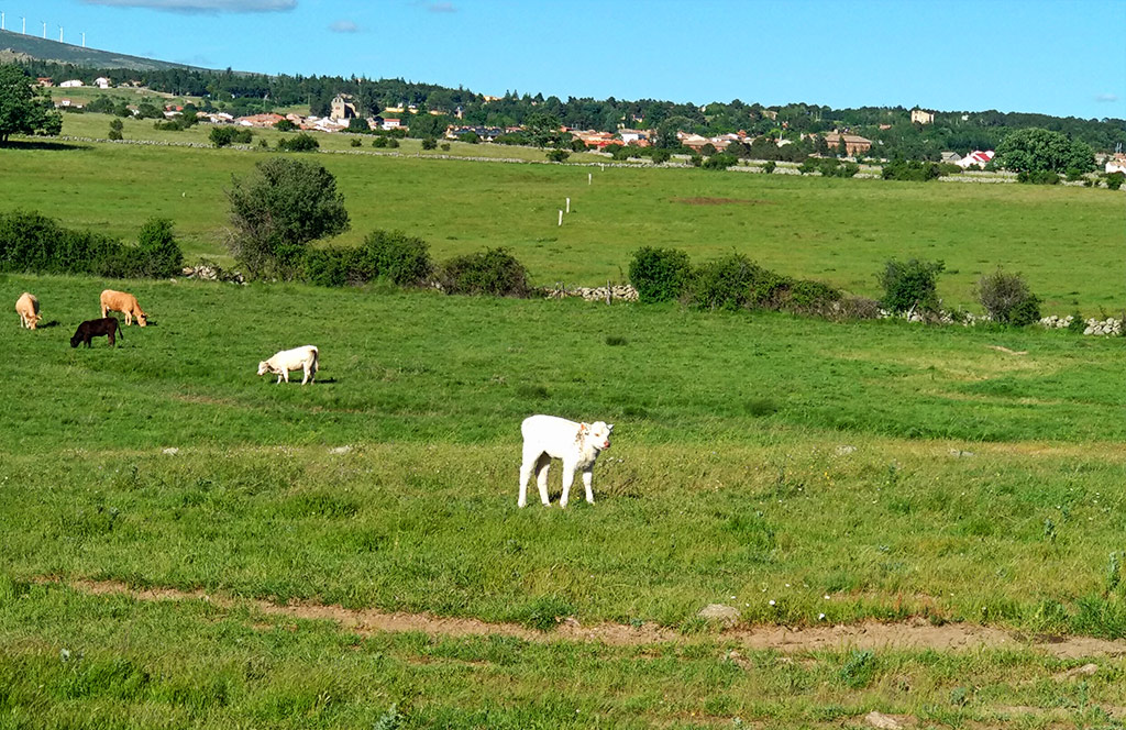 El Renacer de "La Atalaya" | Rehabilitación Edificio Centenario | Sierra de Gredos | Drékaro